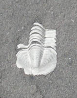 trilobite-Tournaisien-
